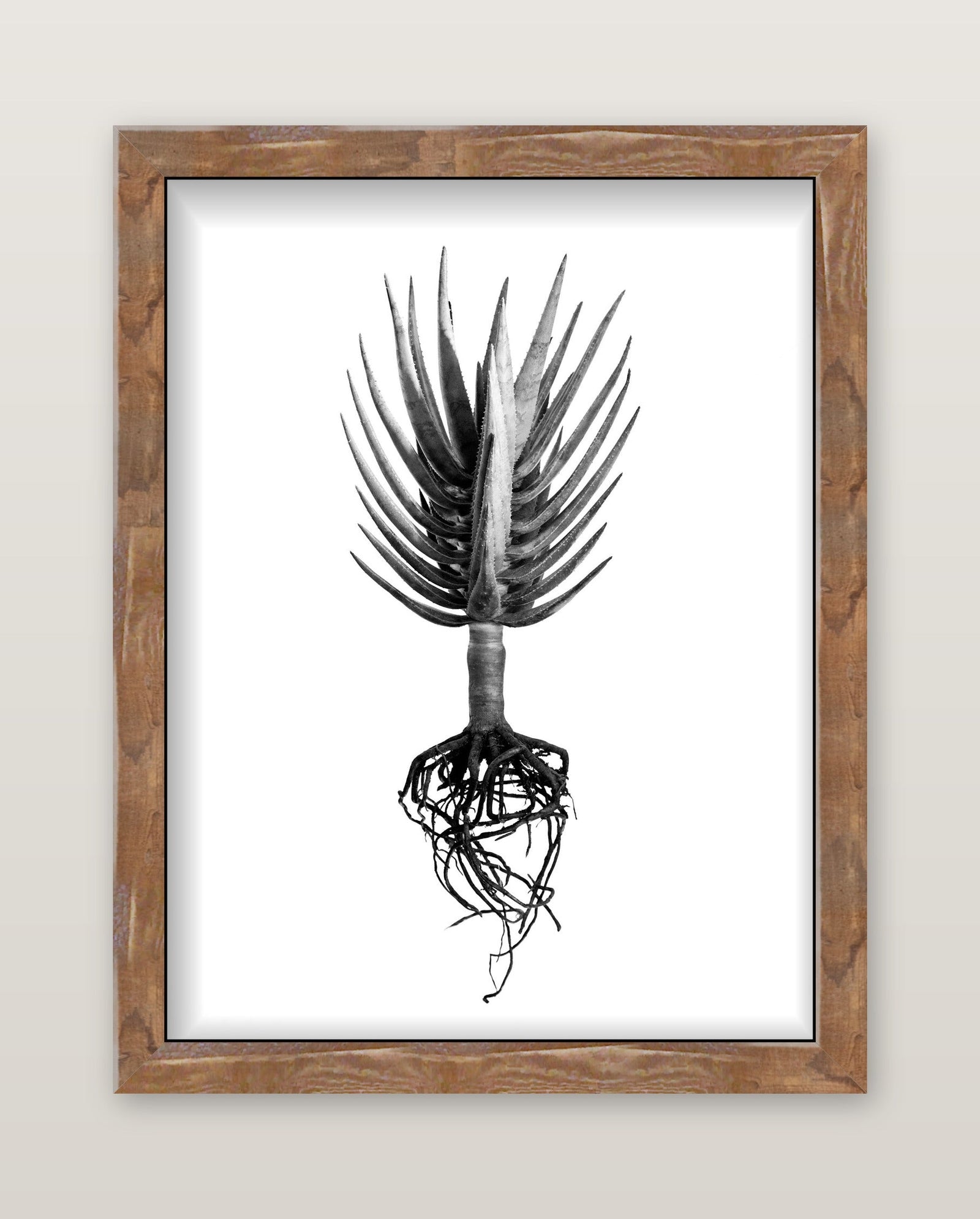 David Ballam - Aloe 04