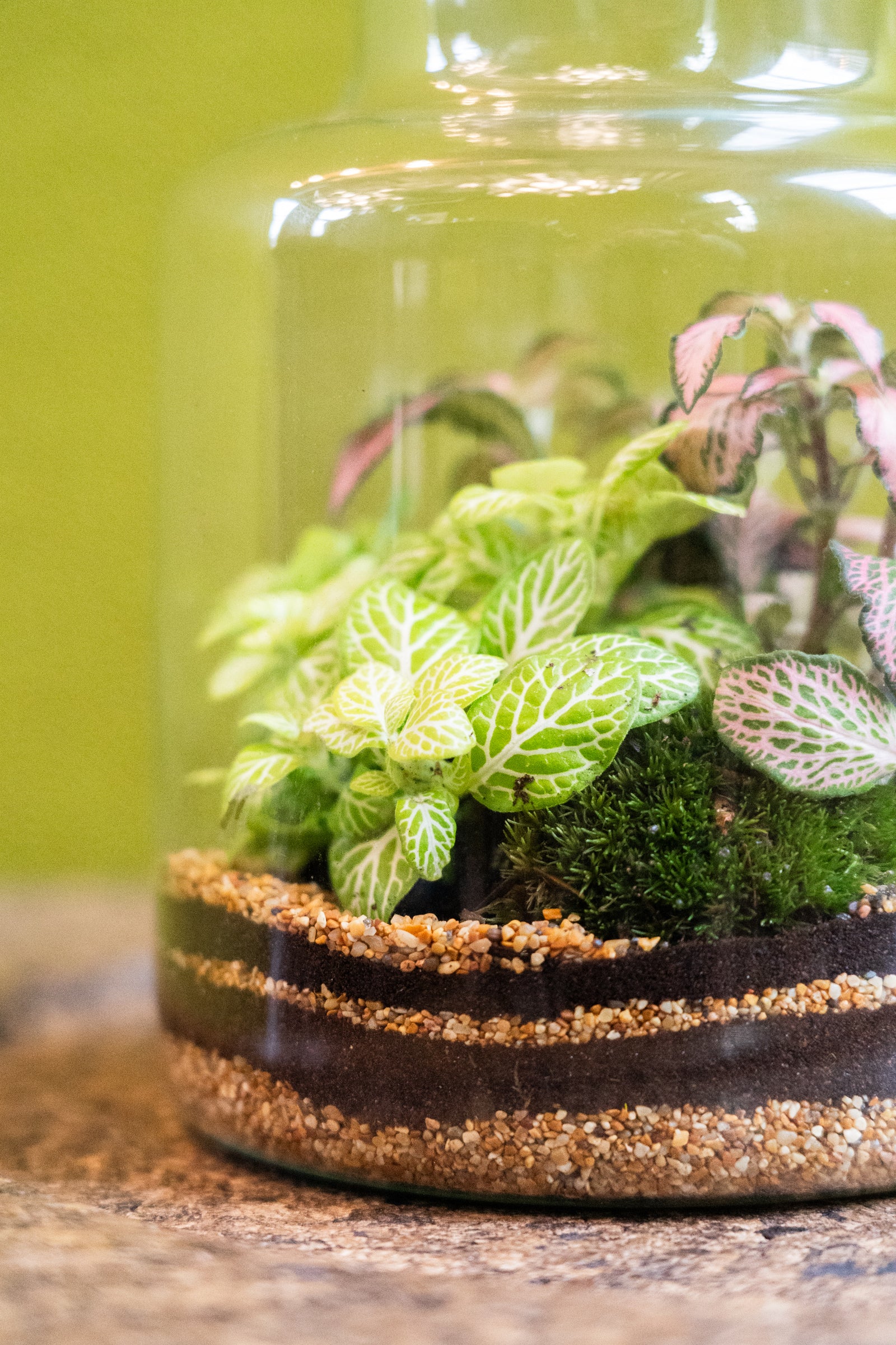 Slim Cork Jar Terrarium 19cm