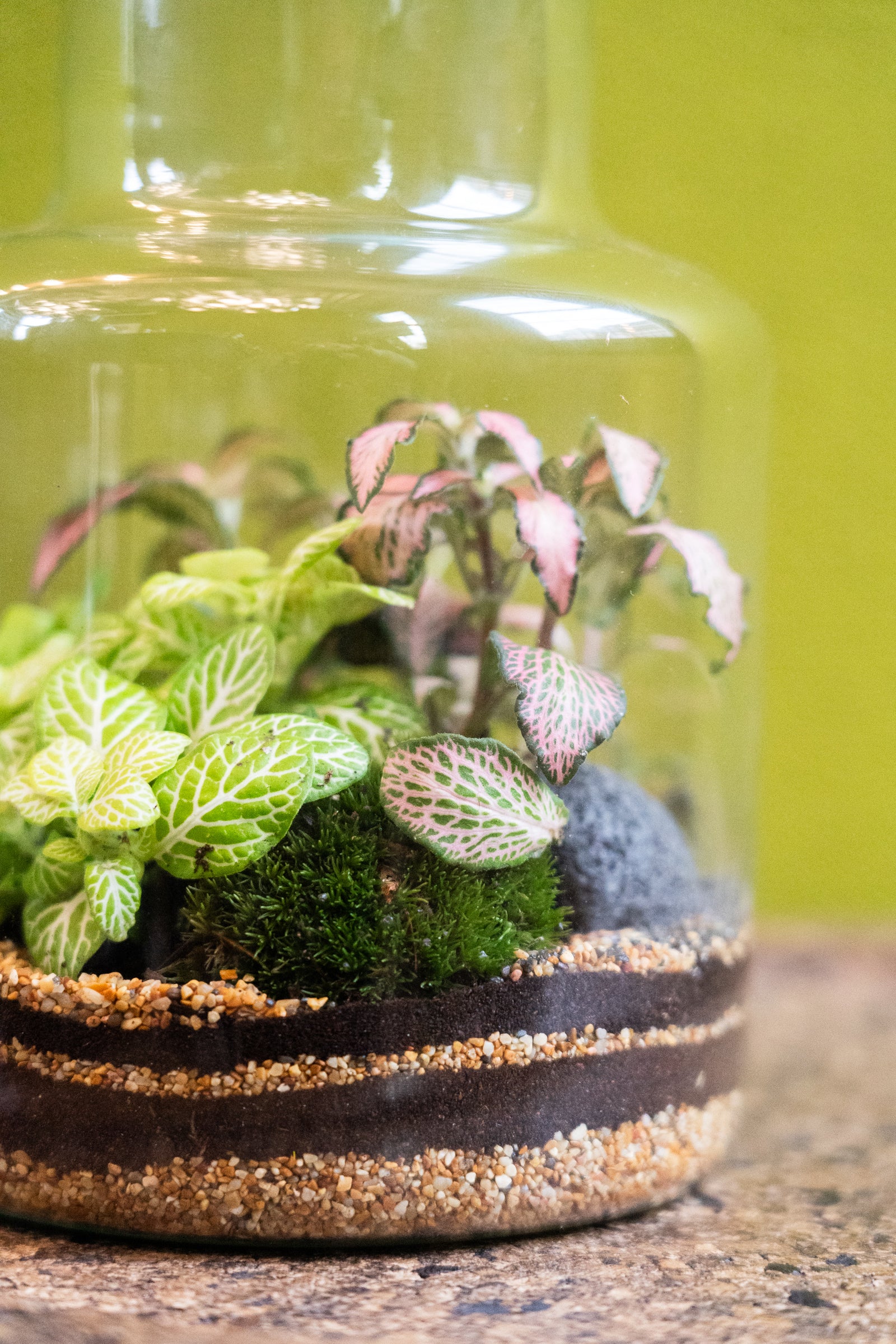 Slim Cork Jar Terrarium 19cm