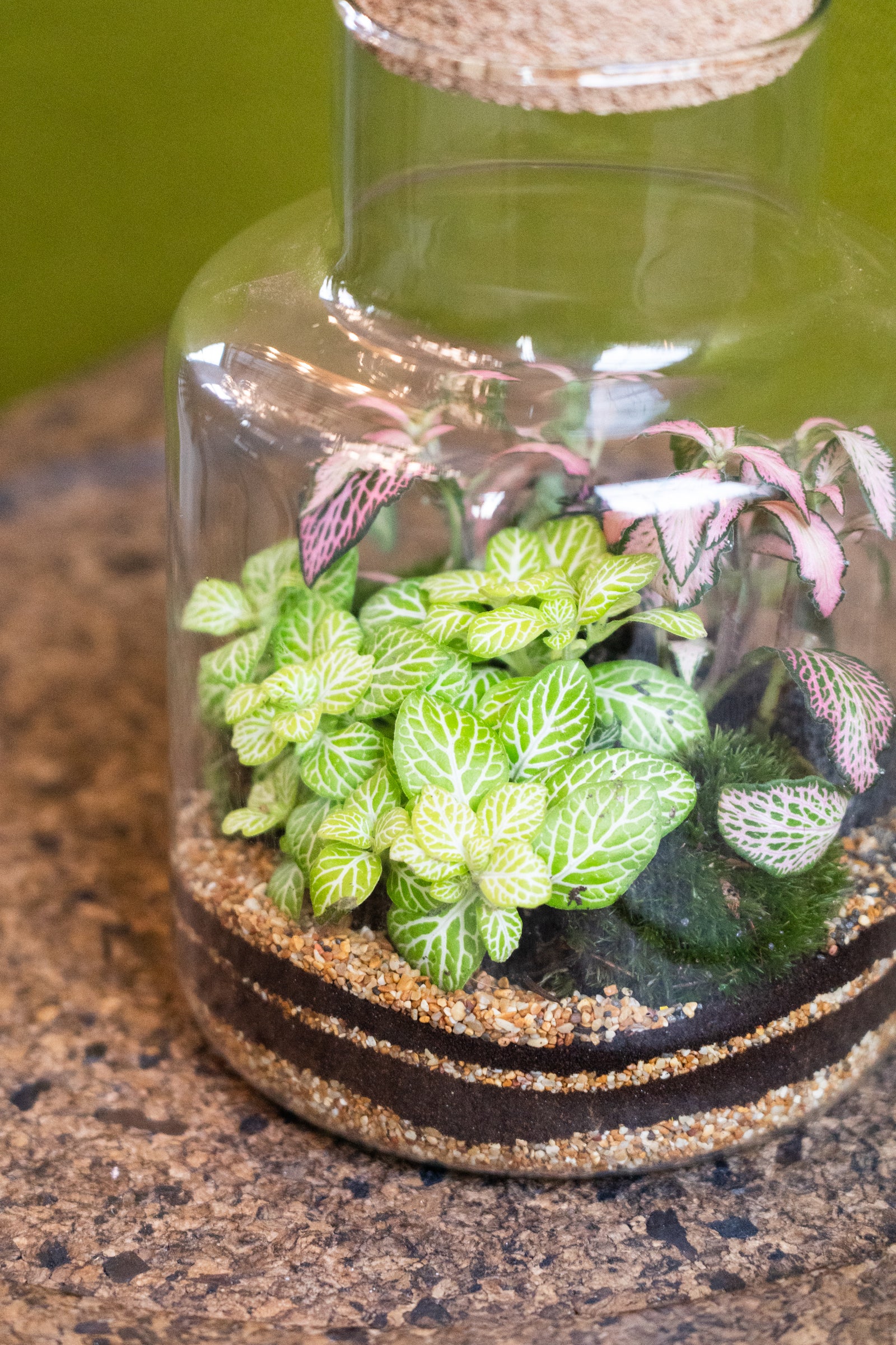 Slim Cork Jar Terrarium 19cm