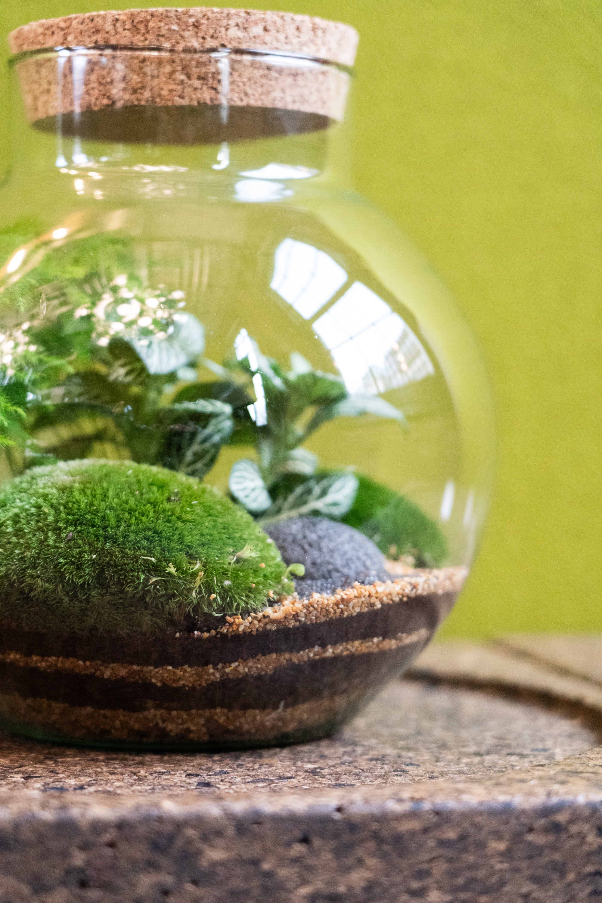 Botanicalboysuk Bowl Jar Terrarium King's Cross