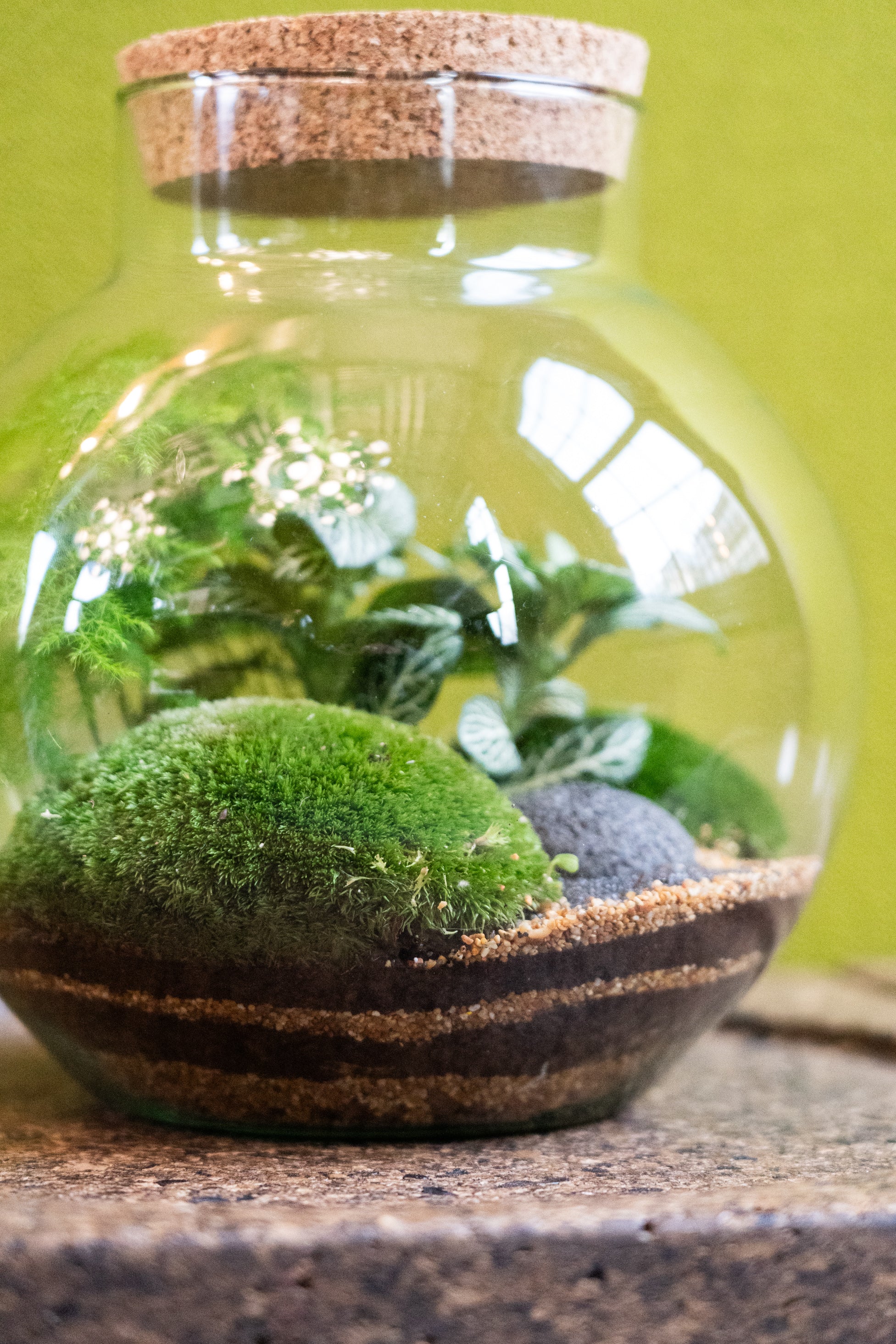 Bowl Jar Terrarium