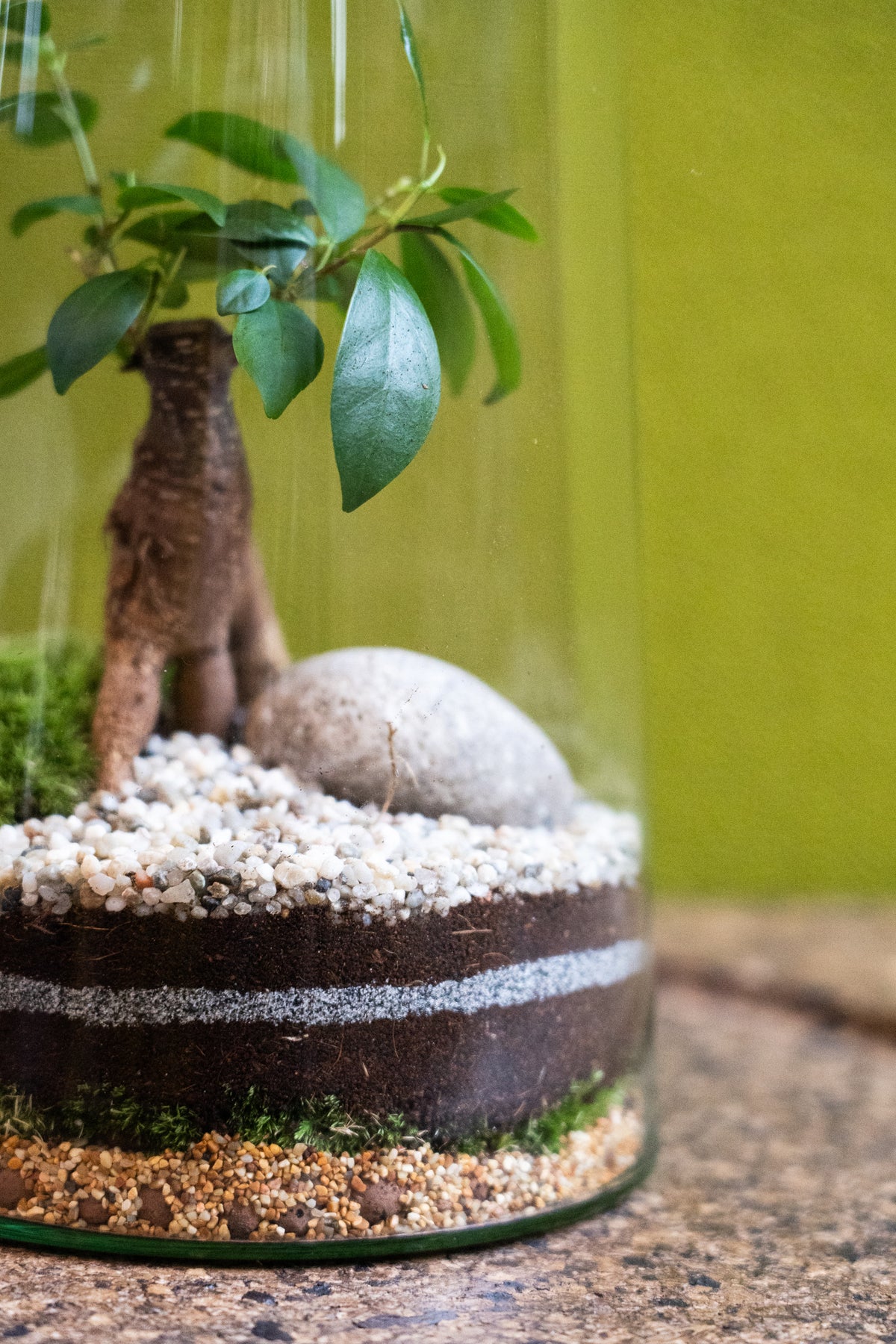 Tapered Cylinder Terrarium
