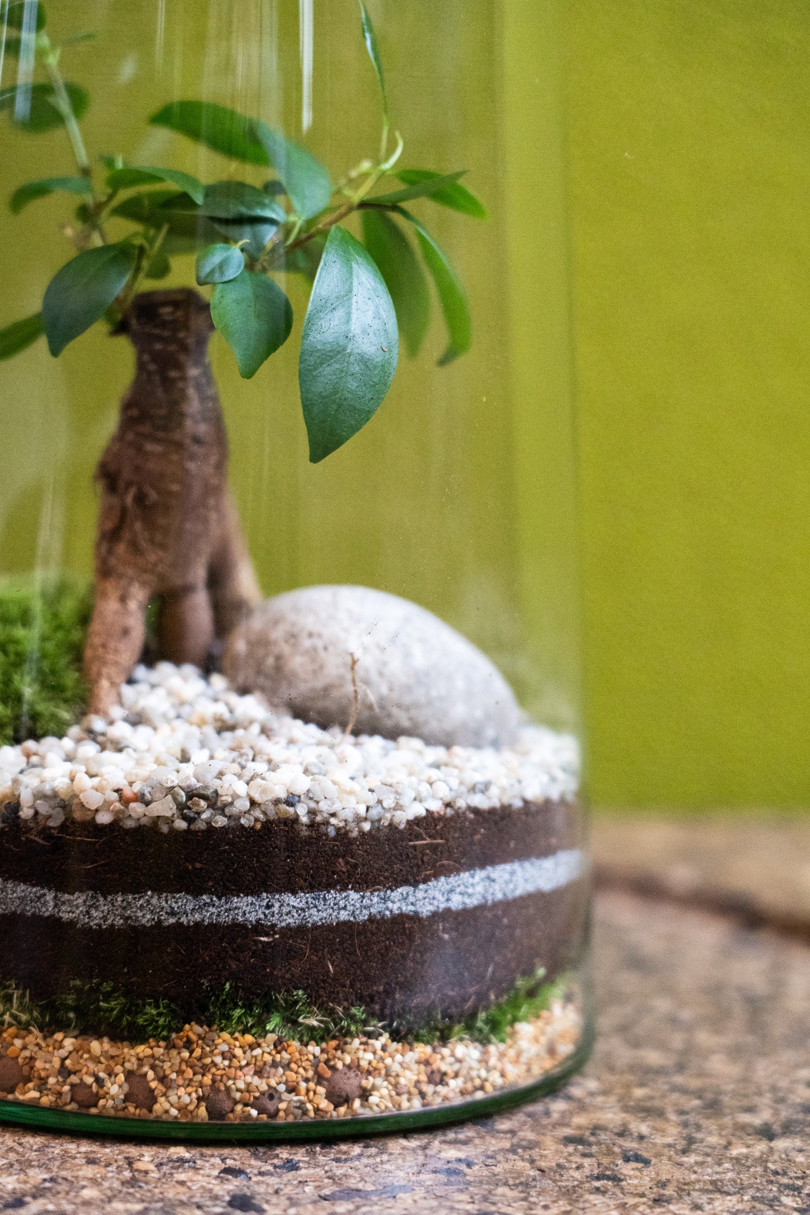 Tapered Cylinder Terrarium