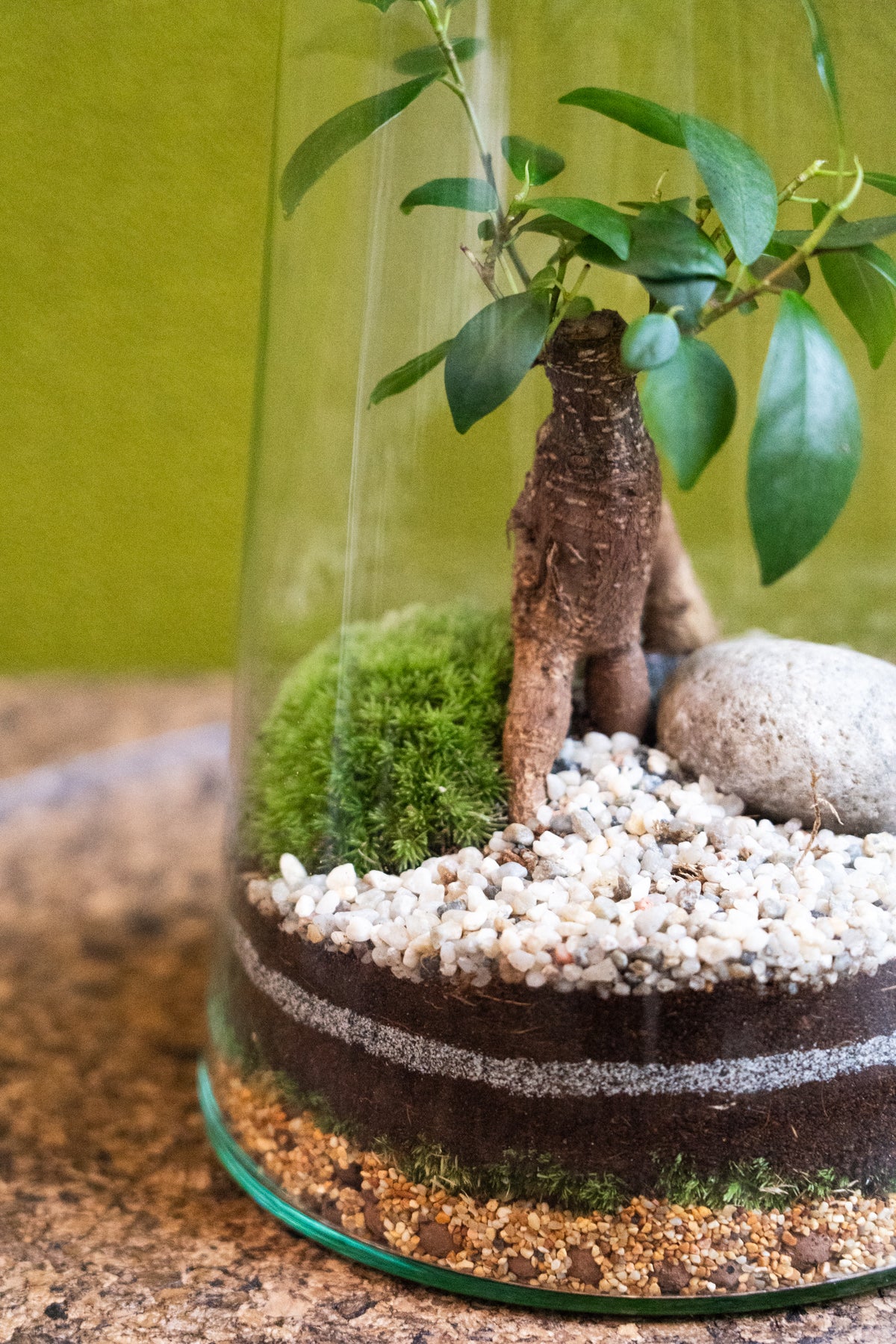 Tapered Cylinder Terrarium