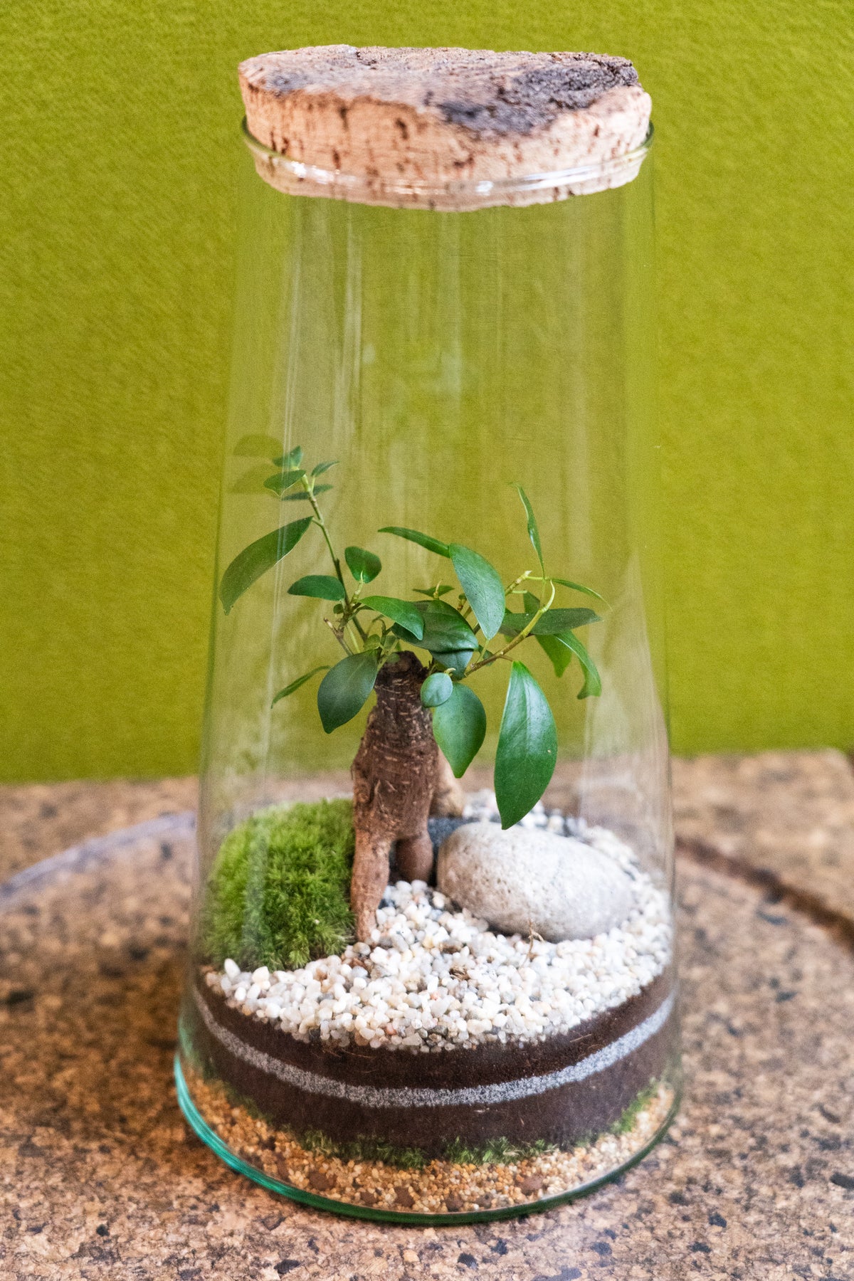 Tapered Cylinder Terrarium