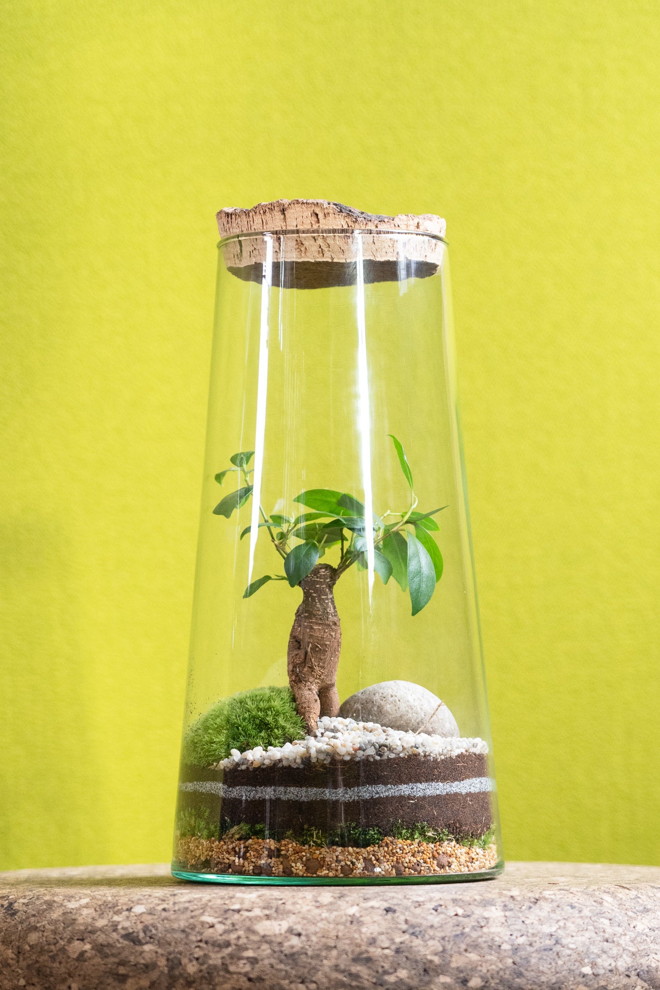 Tapered Cylinder Terrarium