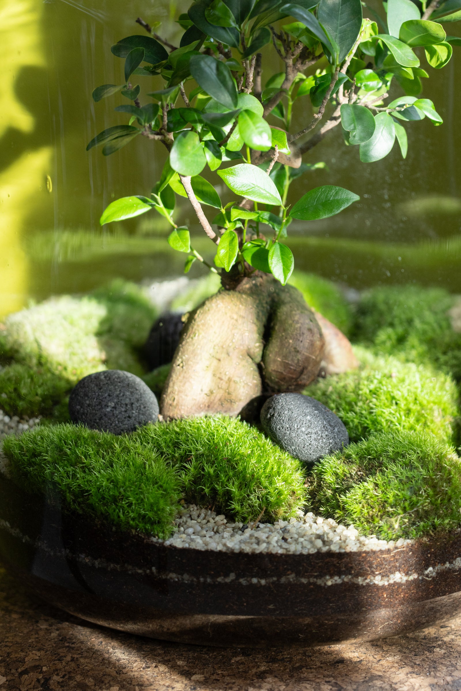 The Grande Terrarium 45cm