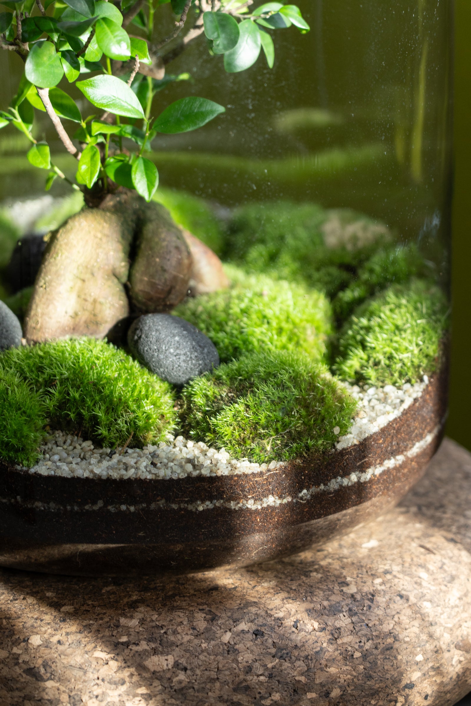The Grande Terrarium 45cm