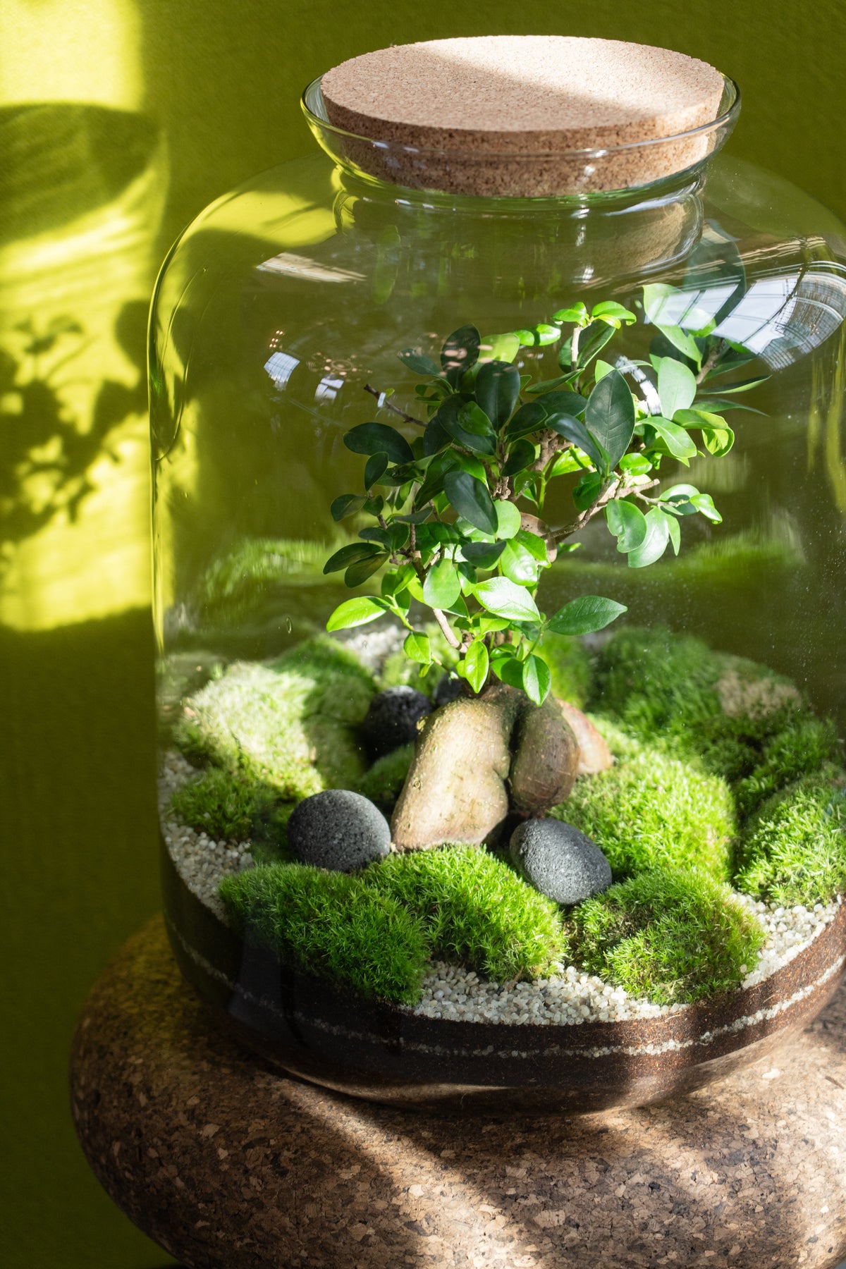 The Grande Terrarium 45cm