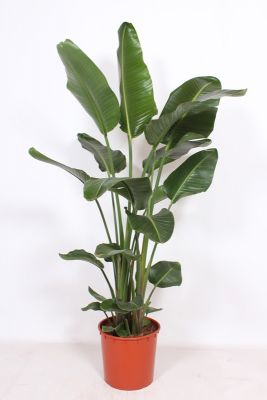 Strelitzia Nicolai
