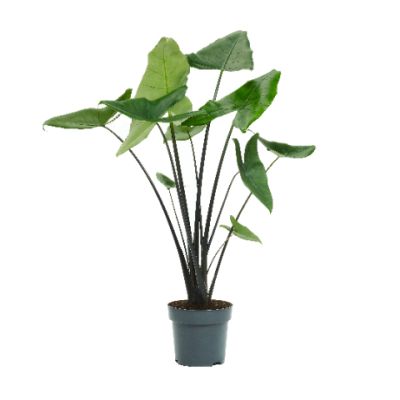 Alocasia Zebrina