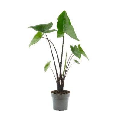 Alocasia Zebrina