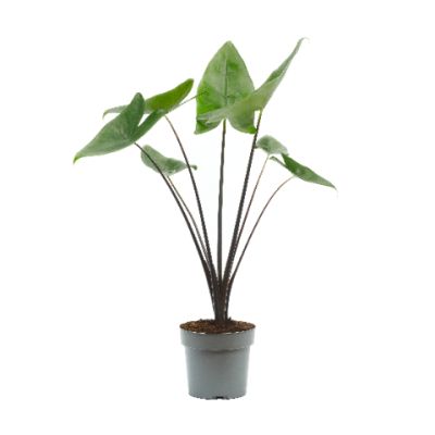 Alocasia Zebrina