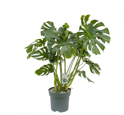 Monstera