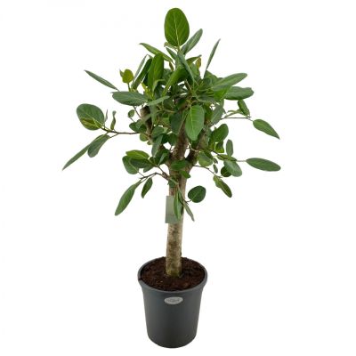 Ficus Audrey