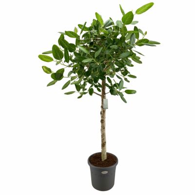 Ficus Audrey