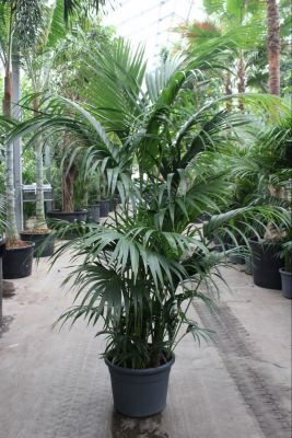kentia palm plant Kentia Palm