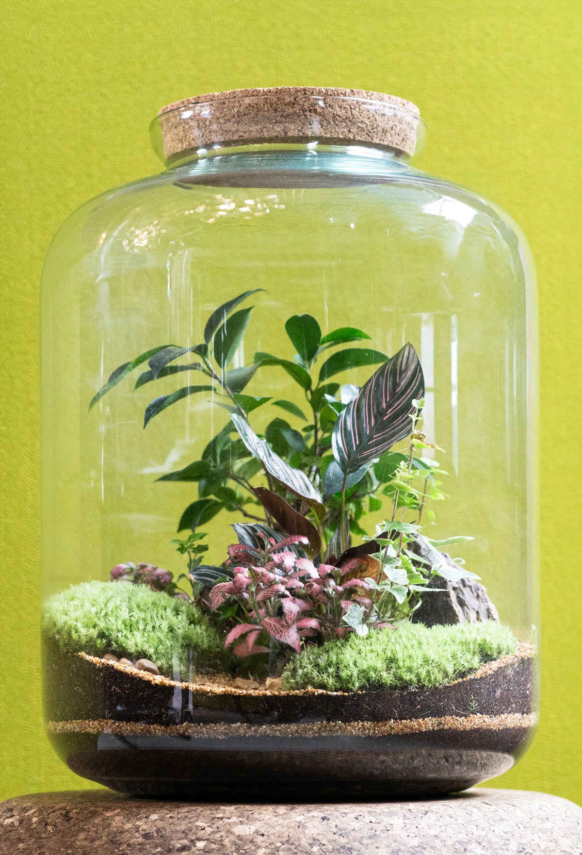 The Grande Terrarium 45cm