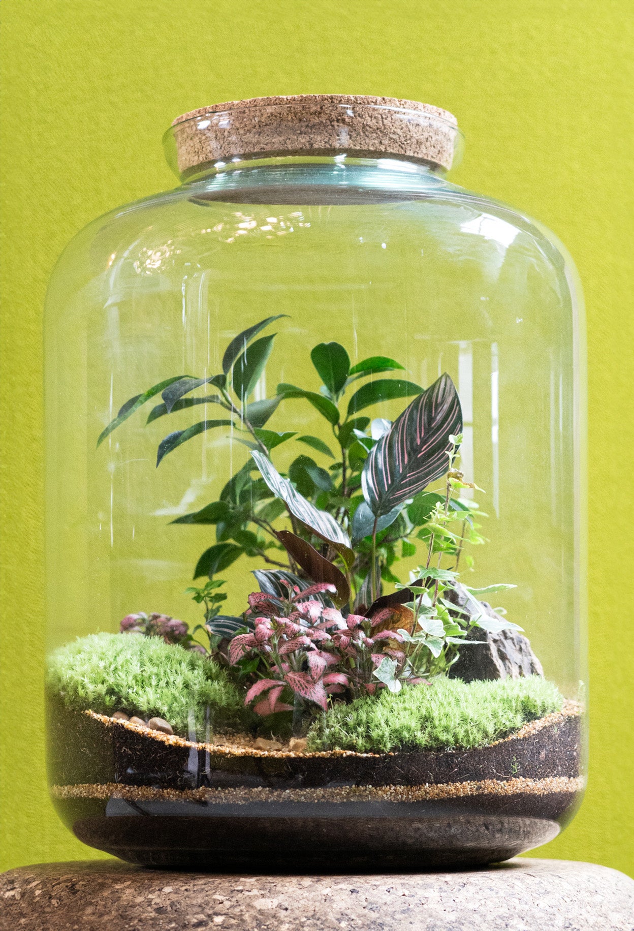 The Grande Terrarium 45cm