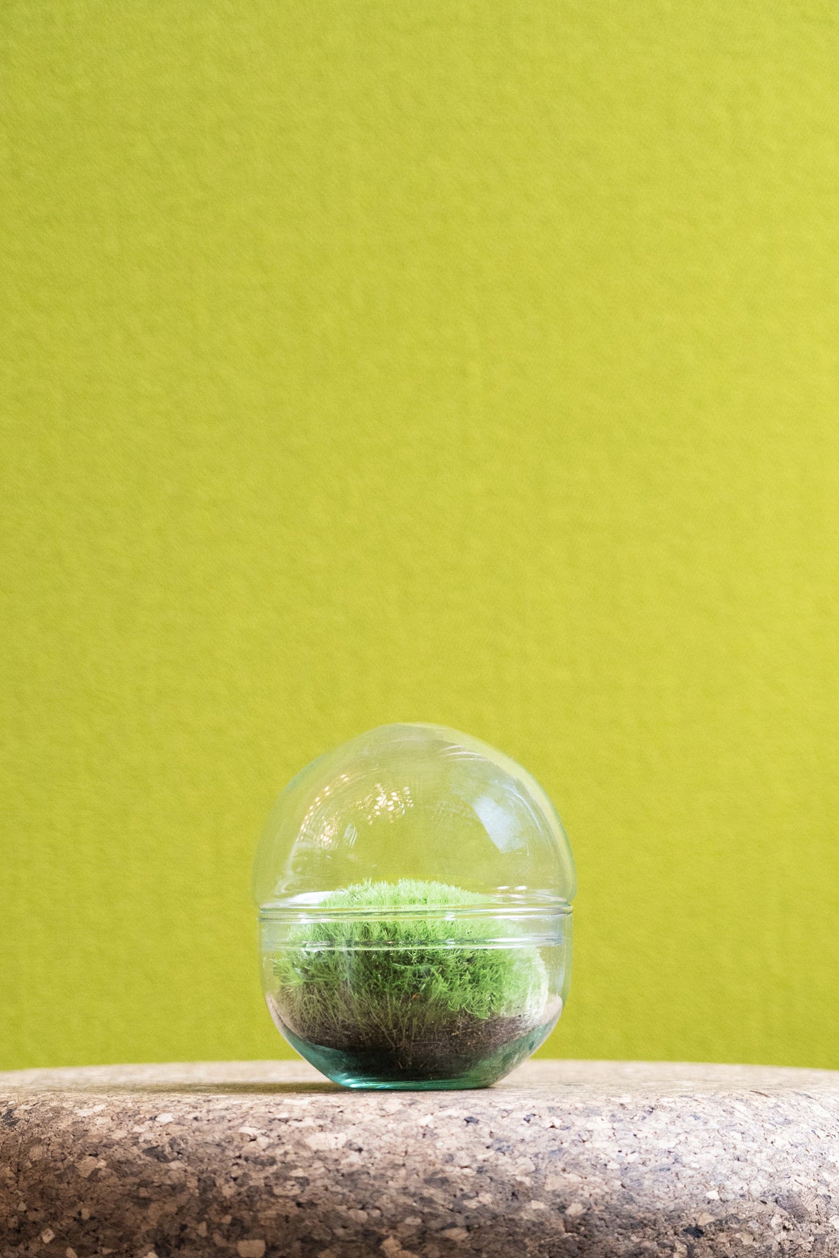 Moss Globe Terrarium 12x12cm