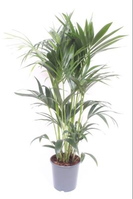 Kentia Palm