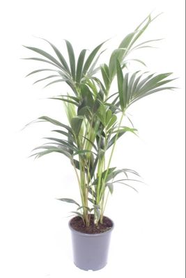 Kentia Palm