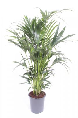Kentia Palm
