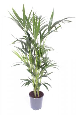 Kentia Palm