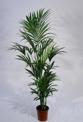 Kentia Palm