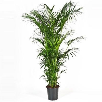 Kentia Palm