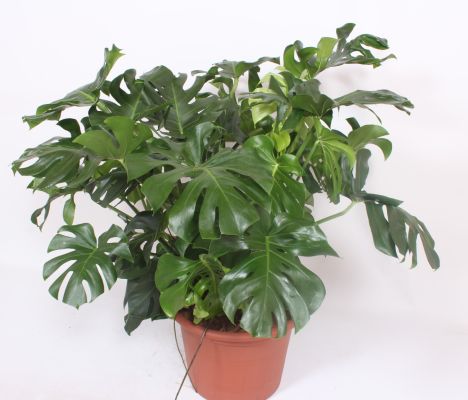 Monstera