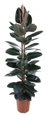 Burgundy Rubber Plant, Ficus Elastica 'Abidjan'