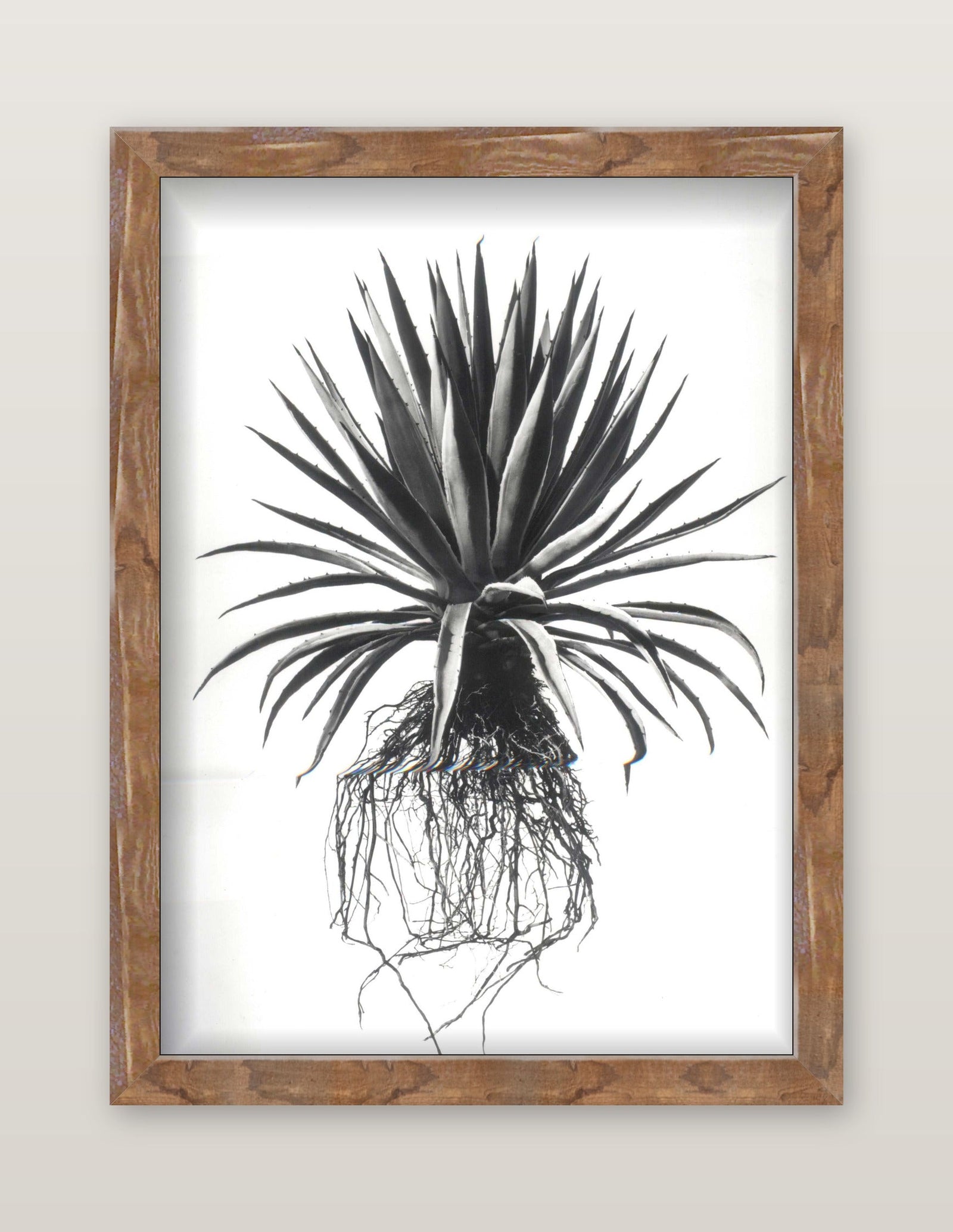 David Ballam - Aloe 20
