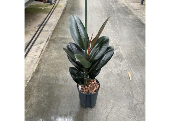 Burgundy Rubber Plant, Ficus Elastica 'Abidjan'