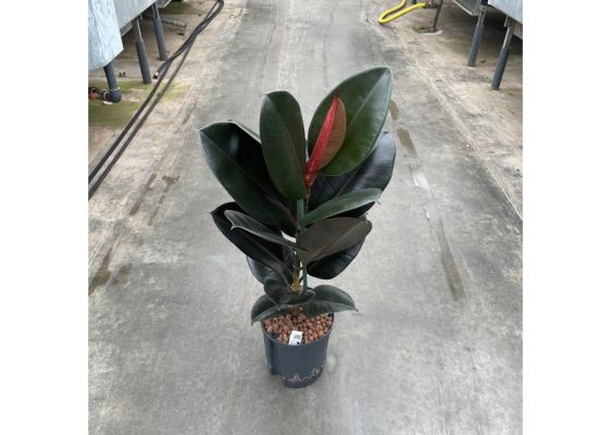 Burgundy Rubber Plant, Ficus Elastica 'Abidjan'