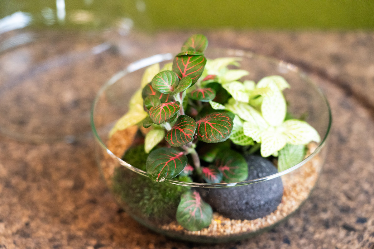 Glass Egg Terrarium 20cm