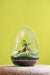 Glass Egg Forest Terrarium - 28cm