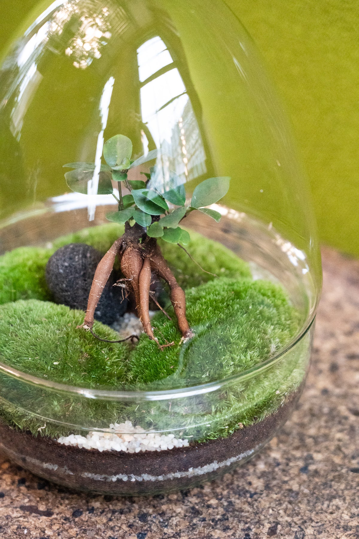 Glass Egg Forest Terrarium - 28cm