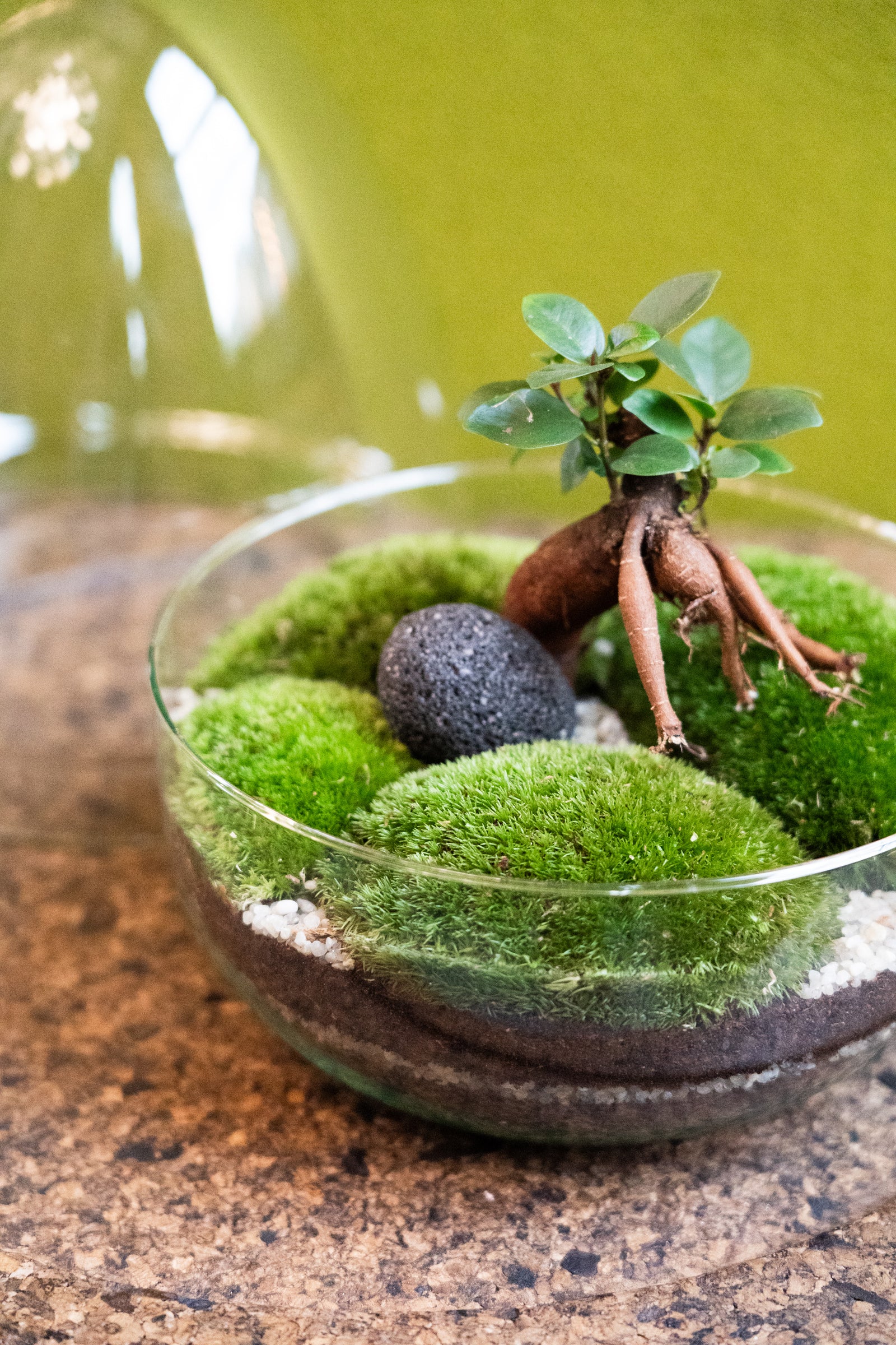 Glass Egg Forest Terrarium - 28cm