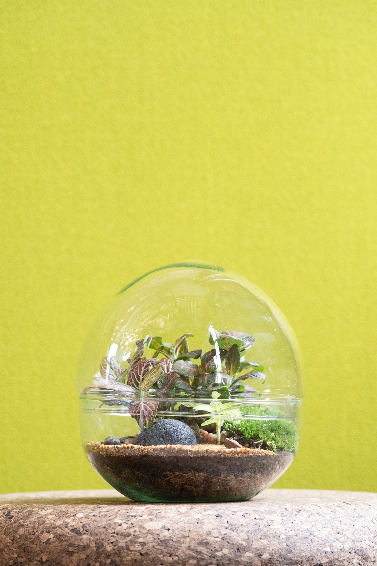Jungle globe terrarium — detail of the Fittonia