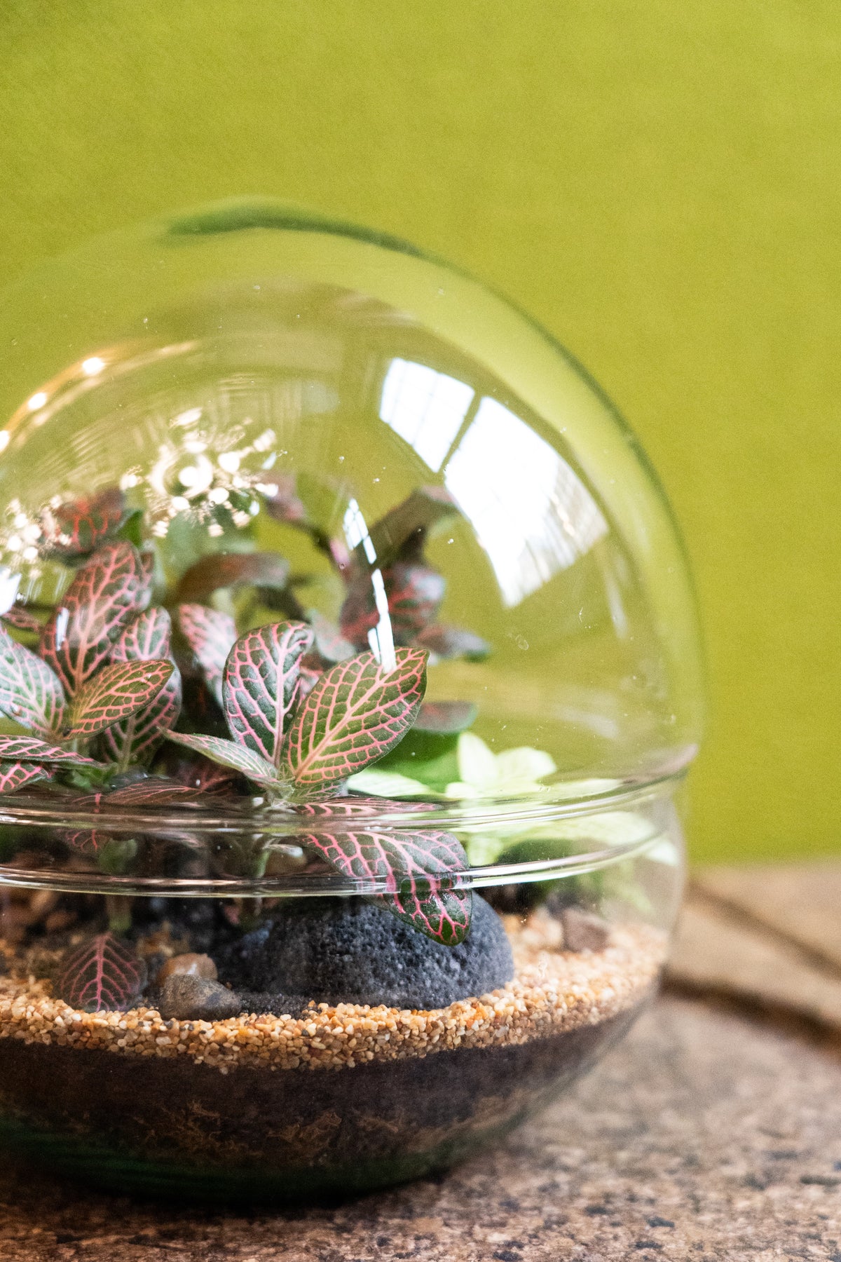 Globe Terrarium - Jungle (19.5cm)