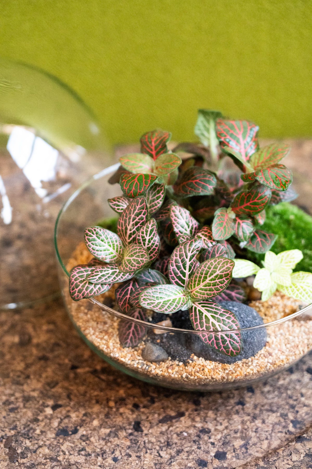 Globe Terrarium - Jungle (19.5cm)