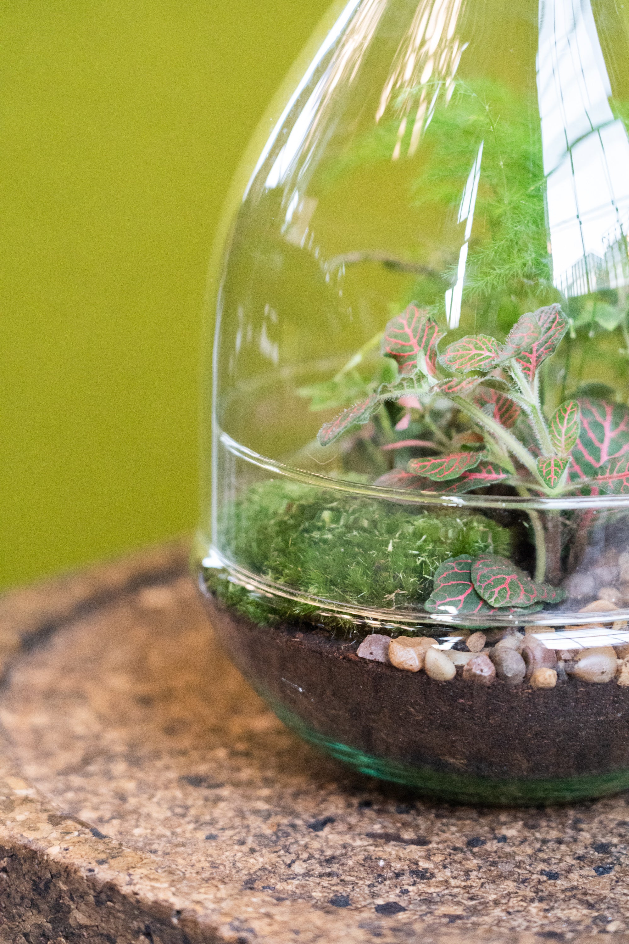 teardrop succulent terrarium Teardrop Terrarium (Zen)