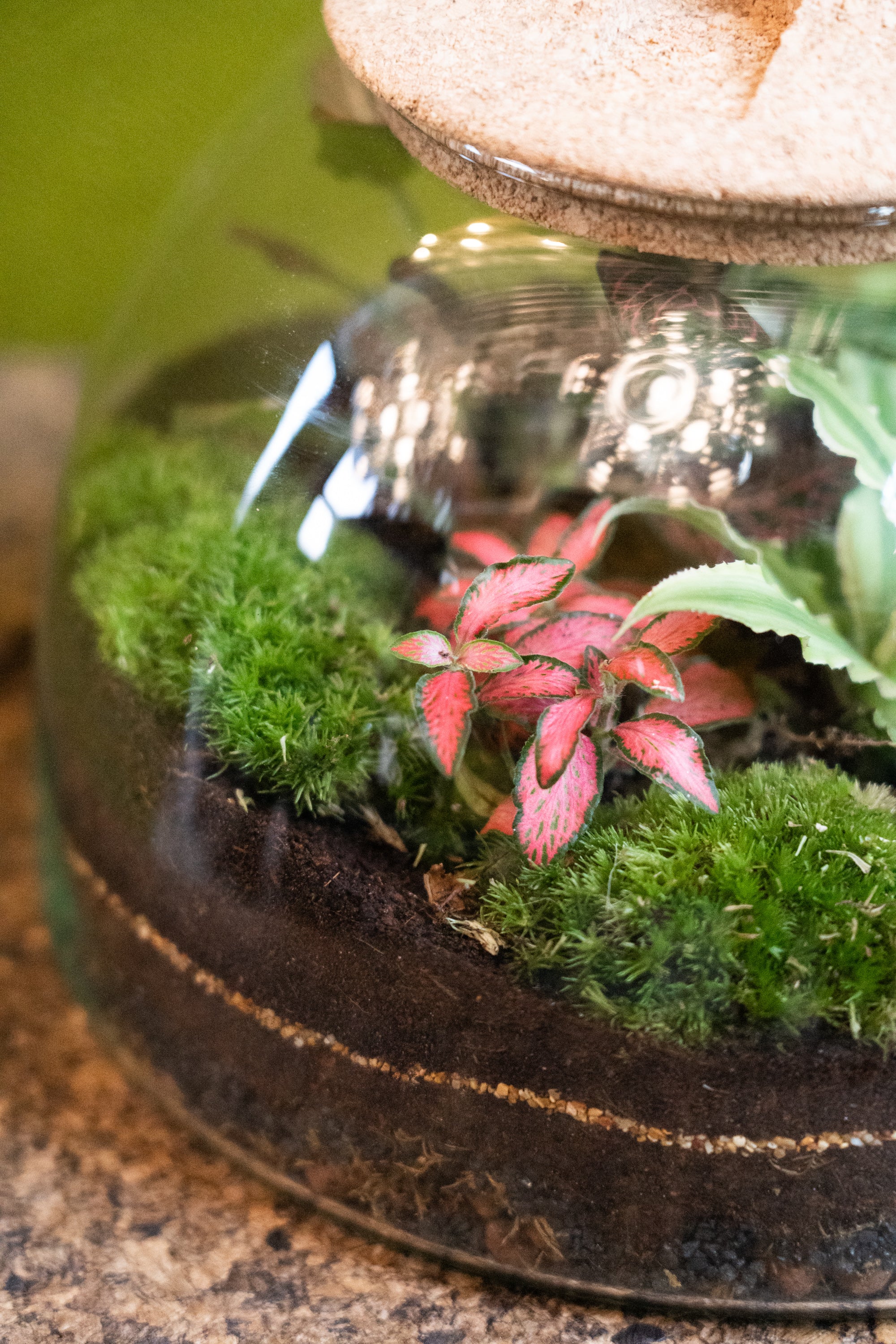 terrarium dome planter Eden Dome Terrarium 16.5cm
