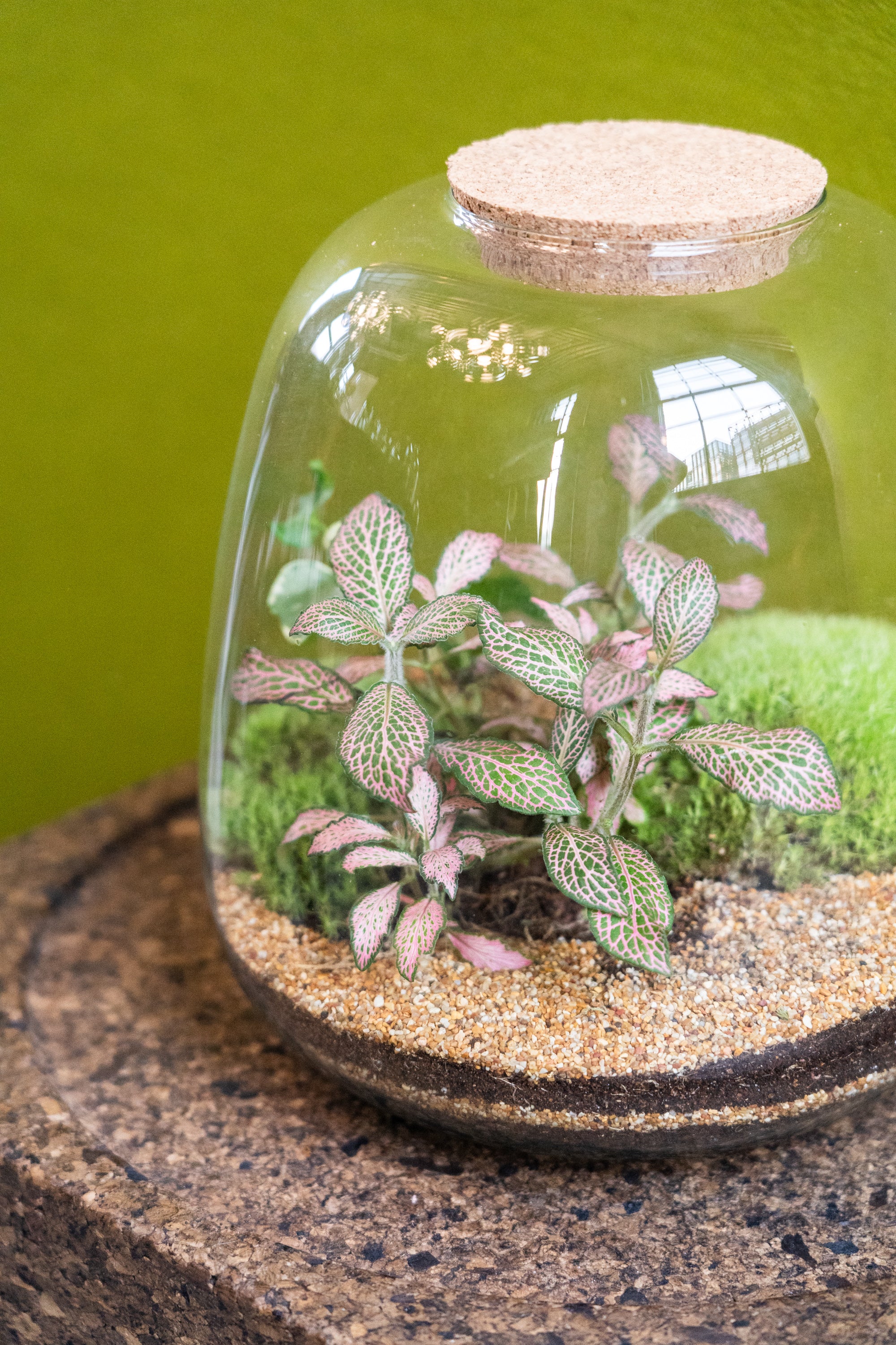 plant terrarium jar Bell Jar Terrarium Tropical 25x23cm