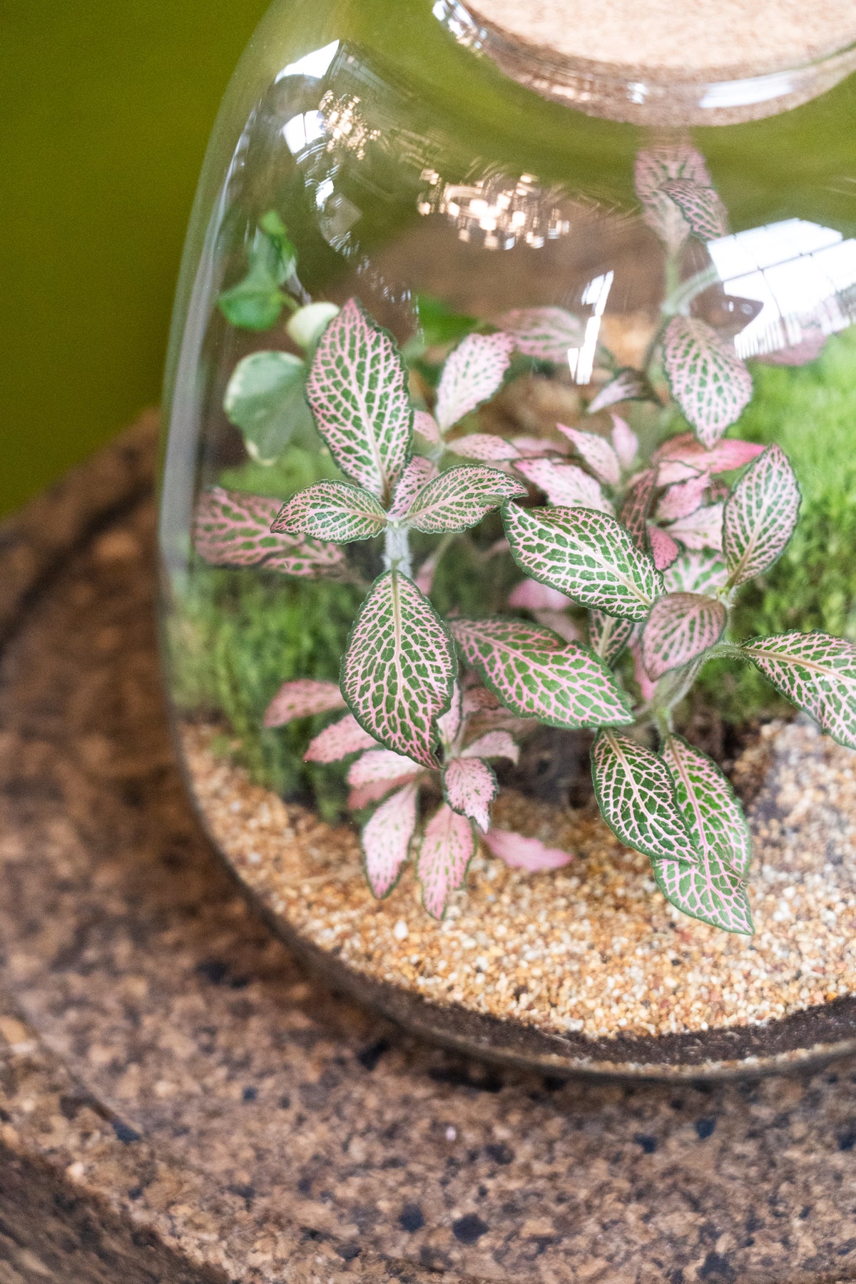 Bell Jar Terrarium Tropical 25x23cm