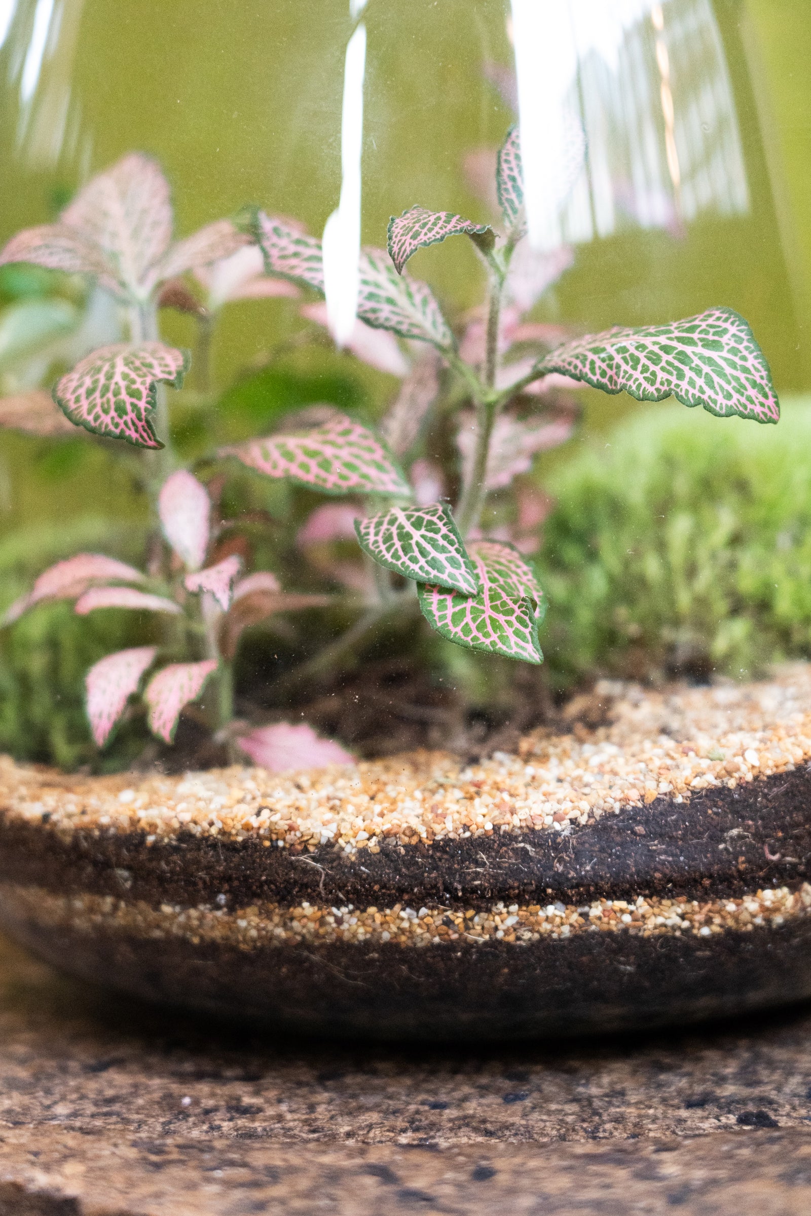 Bell Jar Terrarium Tropical 25x23cm