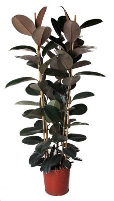 Burgundy Rubber Plant, Ficus Elastica 'Abidjan'