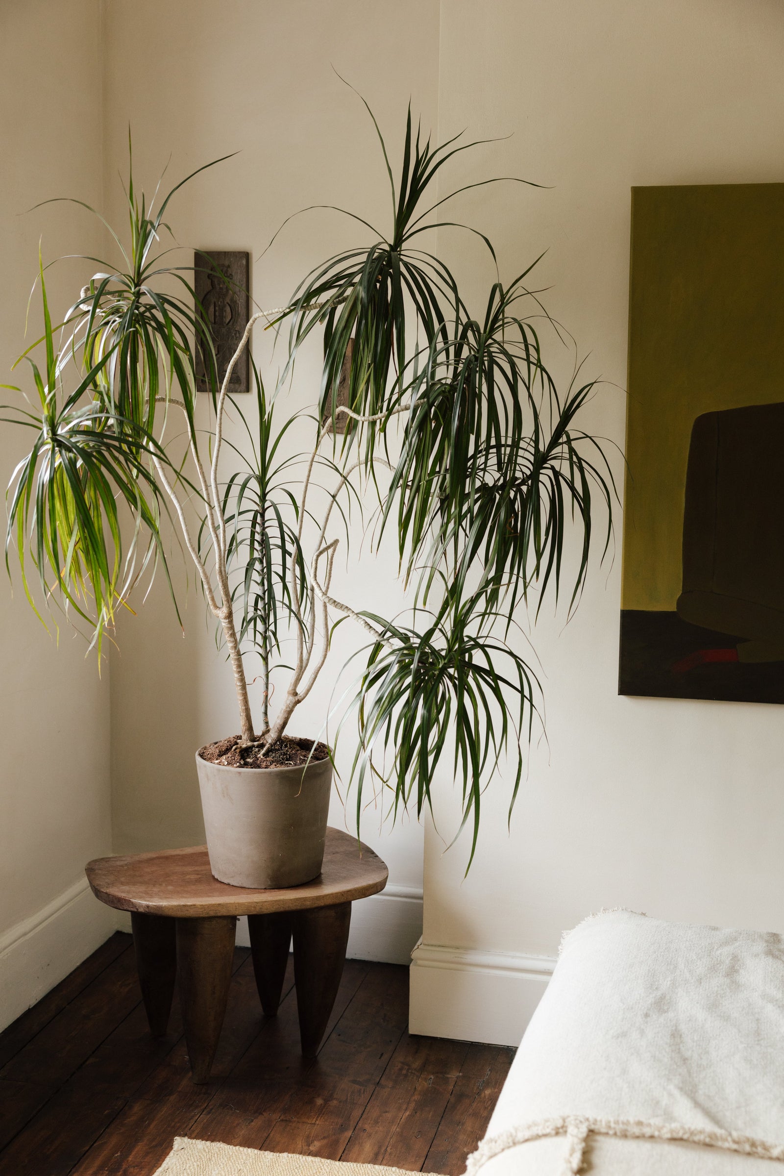 Botanical Boys – Laura Home lifestyle shoot